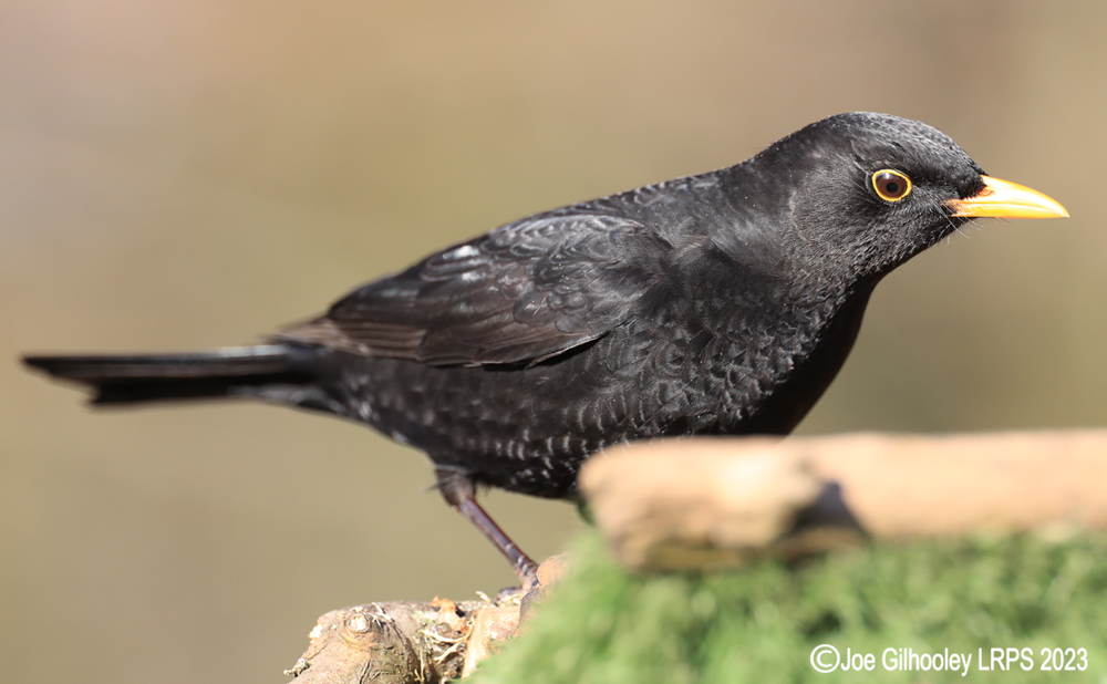 Visit to Ron McCombe's Wild Bird Hide