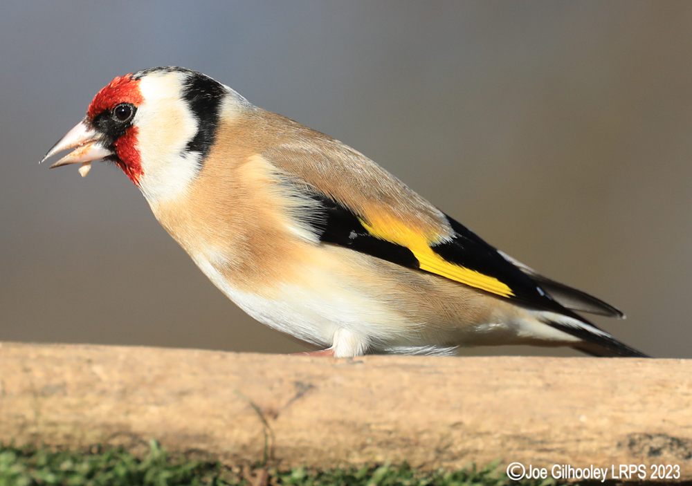 Visit to Ron McCombe's Wild Bird Hide