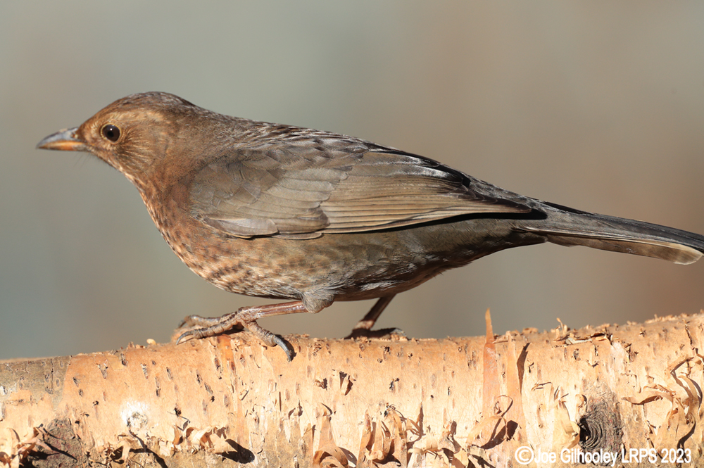 Visit to Ron McCombe's Wild Bird Hide
