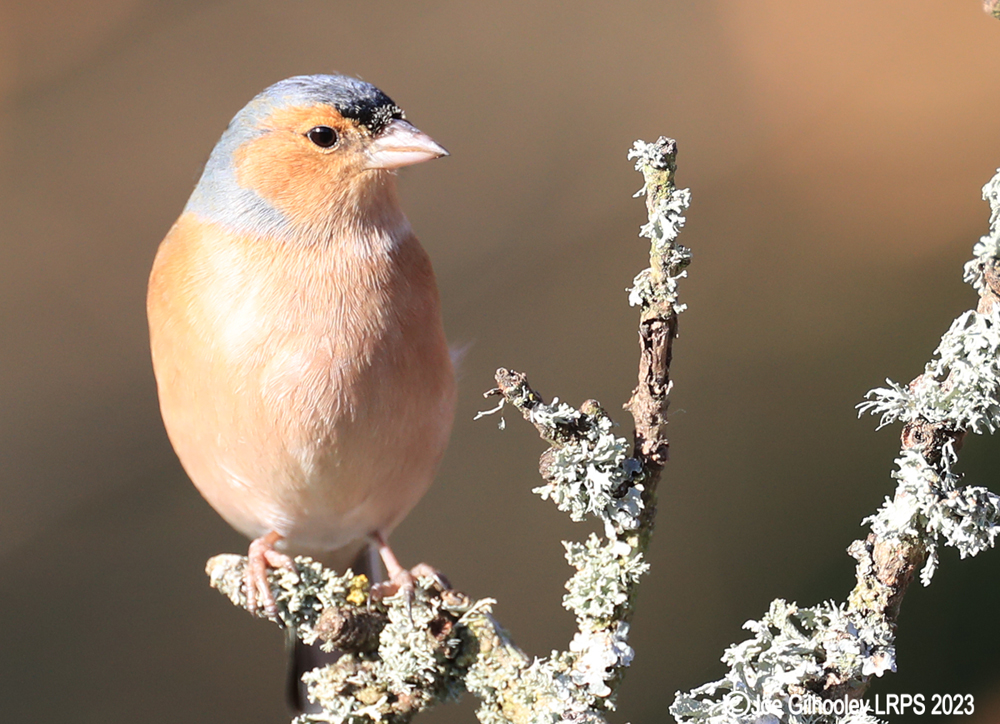 Visit to Ron McCombe's Wild Bird Hide