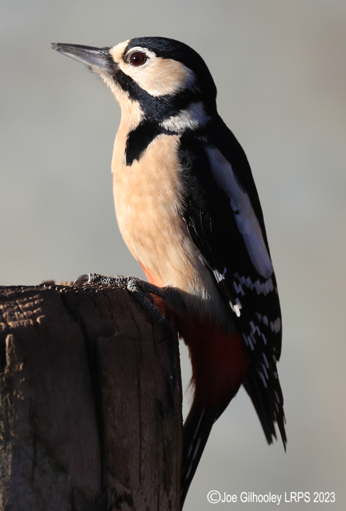 Visit to Ron McCombe's Wild Bird Hide