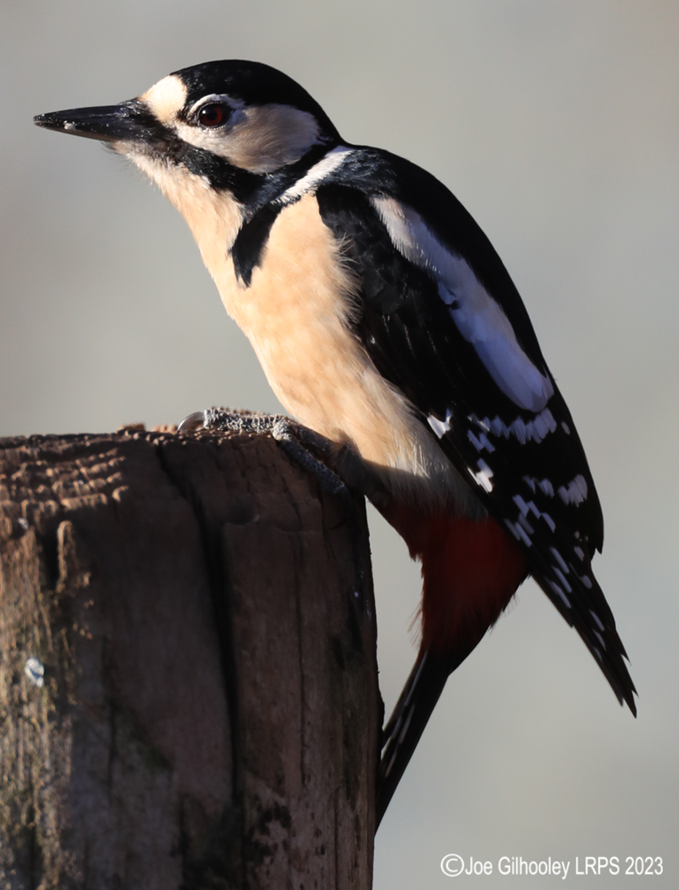 Visit to Ron McCombe's Wild Bird Hide