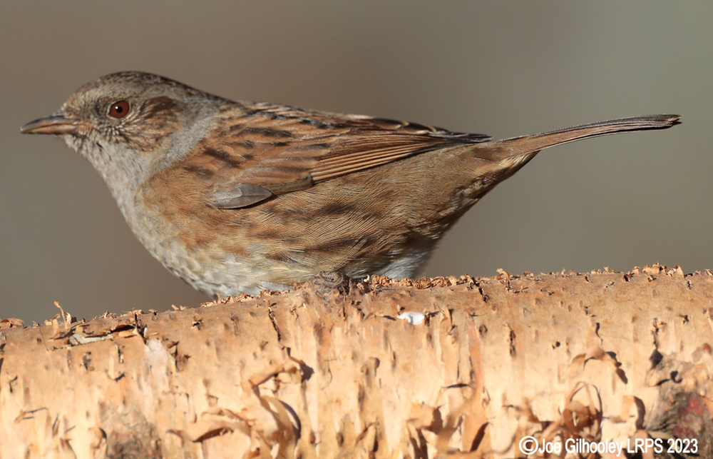 Visit to Ron McCombe's Wild Bird Hide