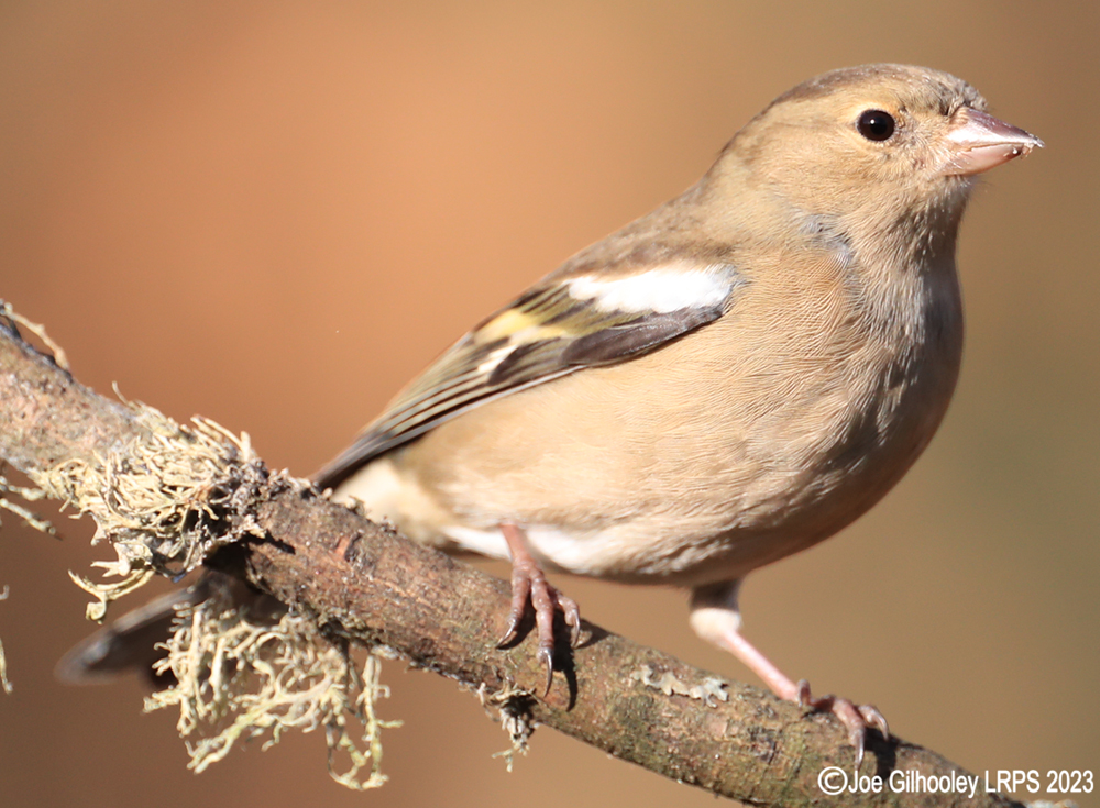 Visit to Ron McCombe's Wild Bird Hide