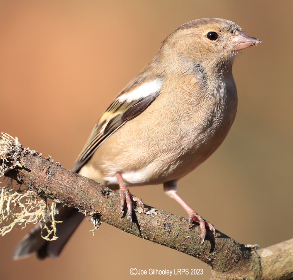 Visit to Ron McCombe's Wild Bird Hide