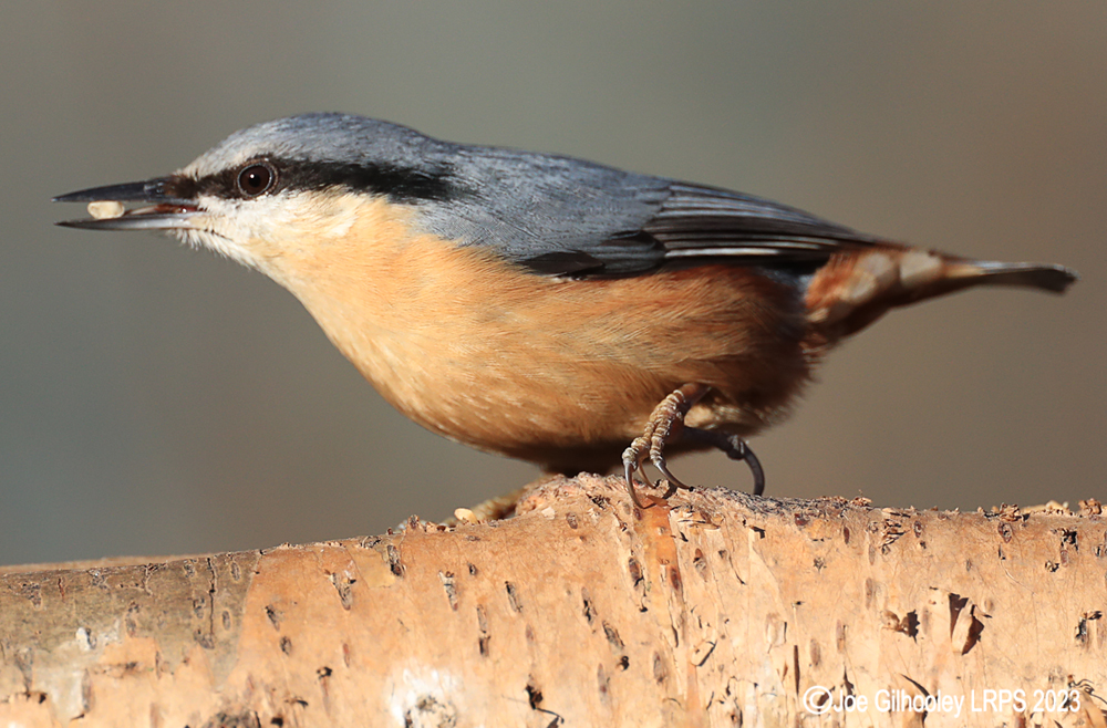 Visit to Ron McCombe's Wild Bird Hide