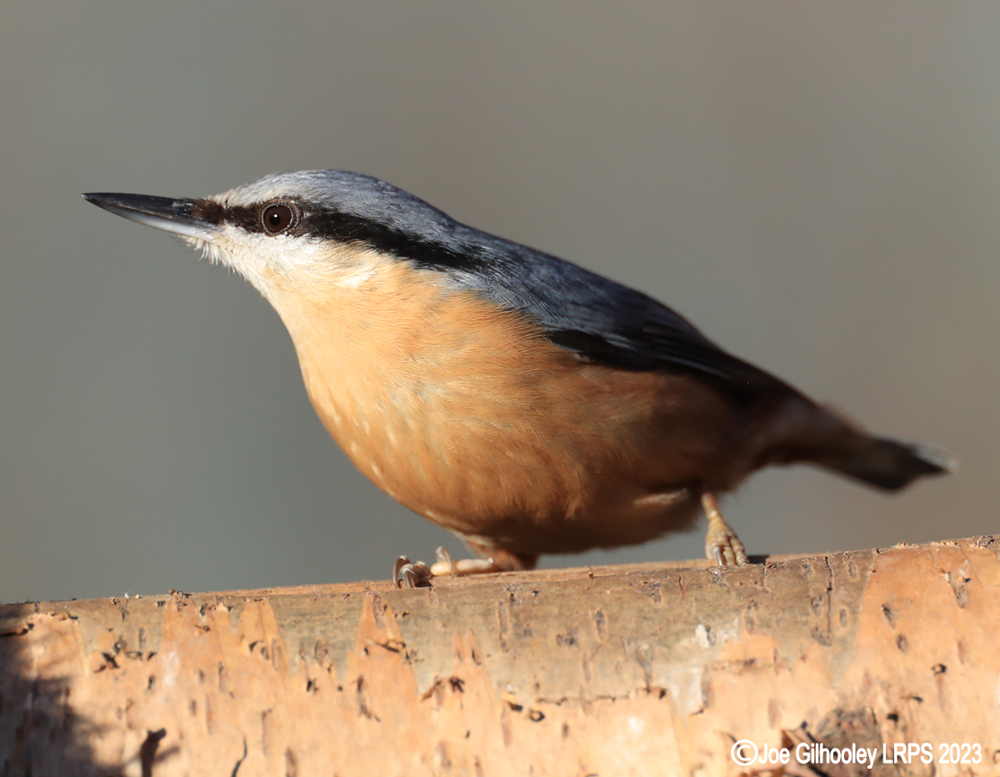 Visit to Ron McCombe's Wild Bird Hide