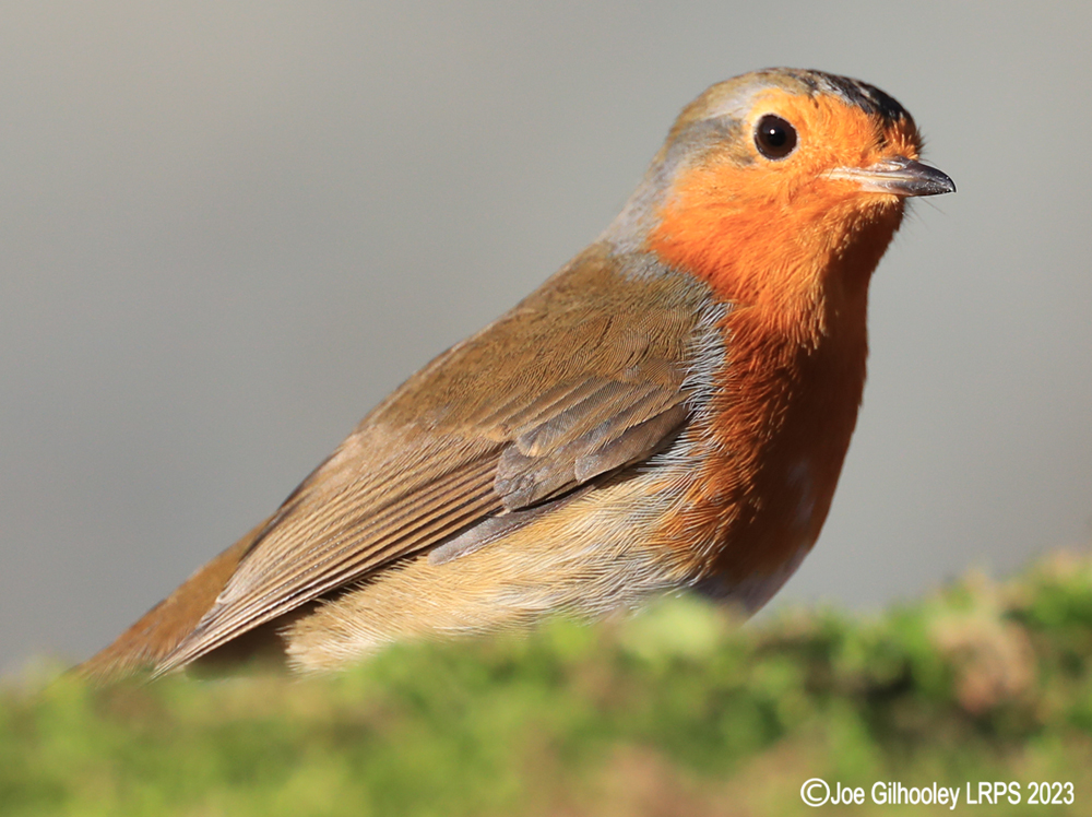 Visit to Ron McCombe's Wild Bird Hide