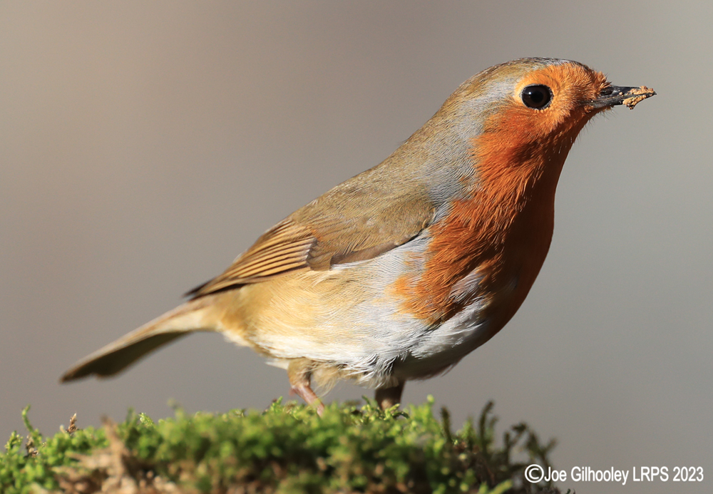 Visit to Ron McCombe's Wild Bird Hide
