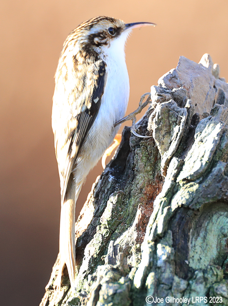 Visit to Ron McCombe's Wild Bird Hide