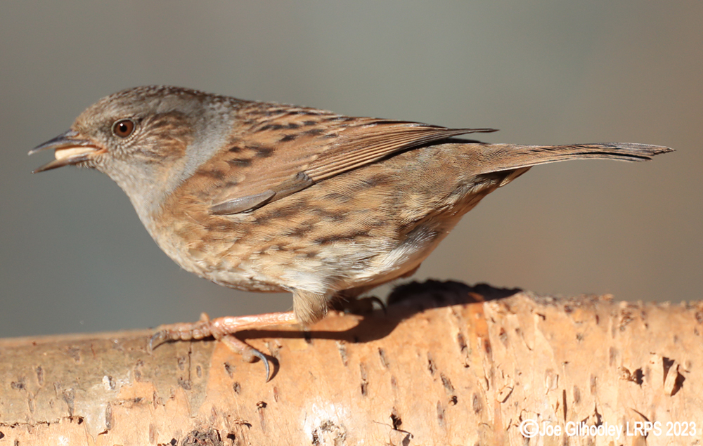 Visit to Ron McCombe's Wild Bird Hide