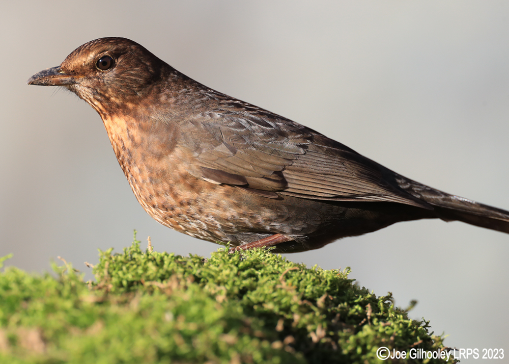 Visit to Ron McCombe's Wild Bird Hide