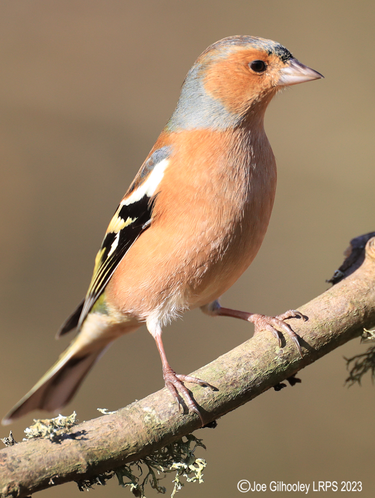 Visit to Ron McCombe's Wild Bird Hide