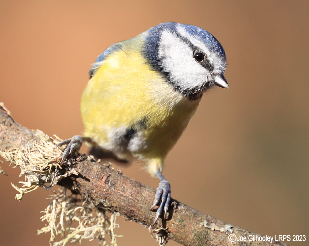 Visit to Ron McCombe's Wild Bird Hide