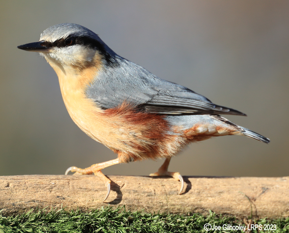 Visit to Ron McCombe's Wild Bird Hide
