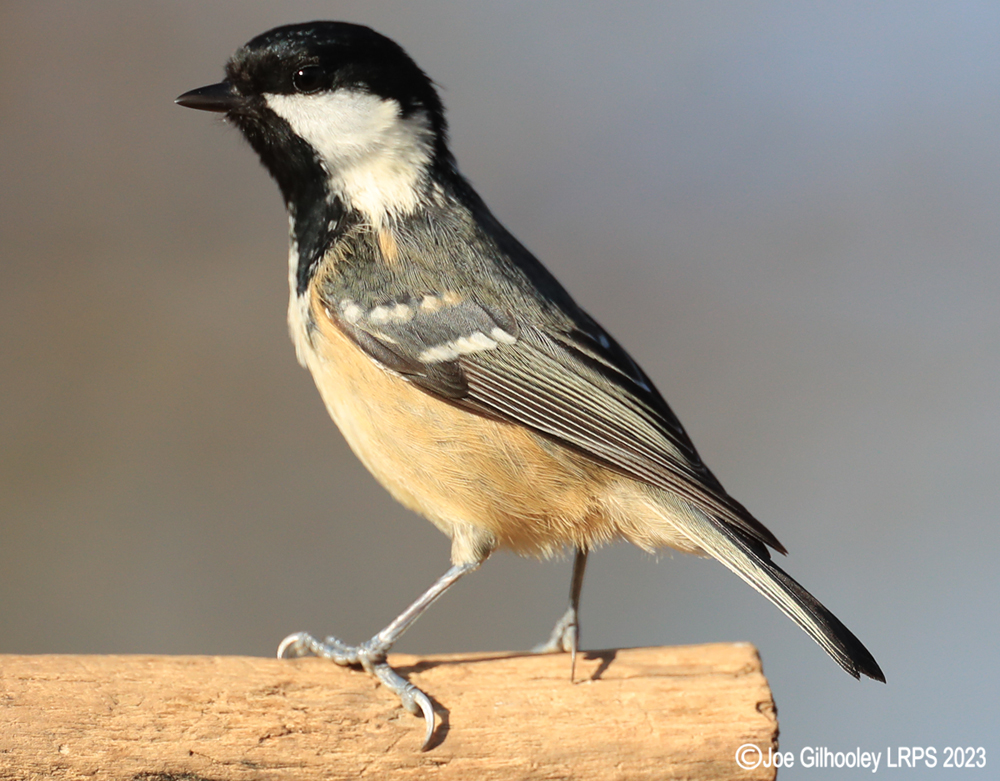 Visit to Ron McCombe's Wild Bird Hide