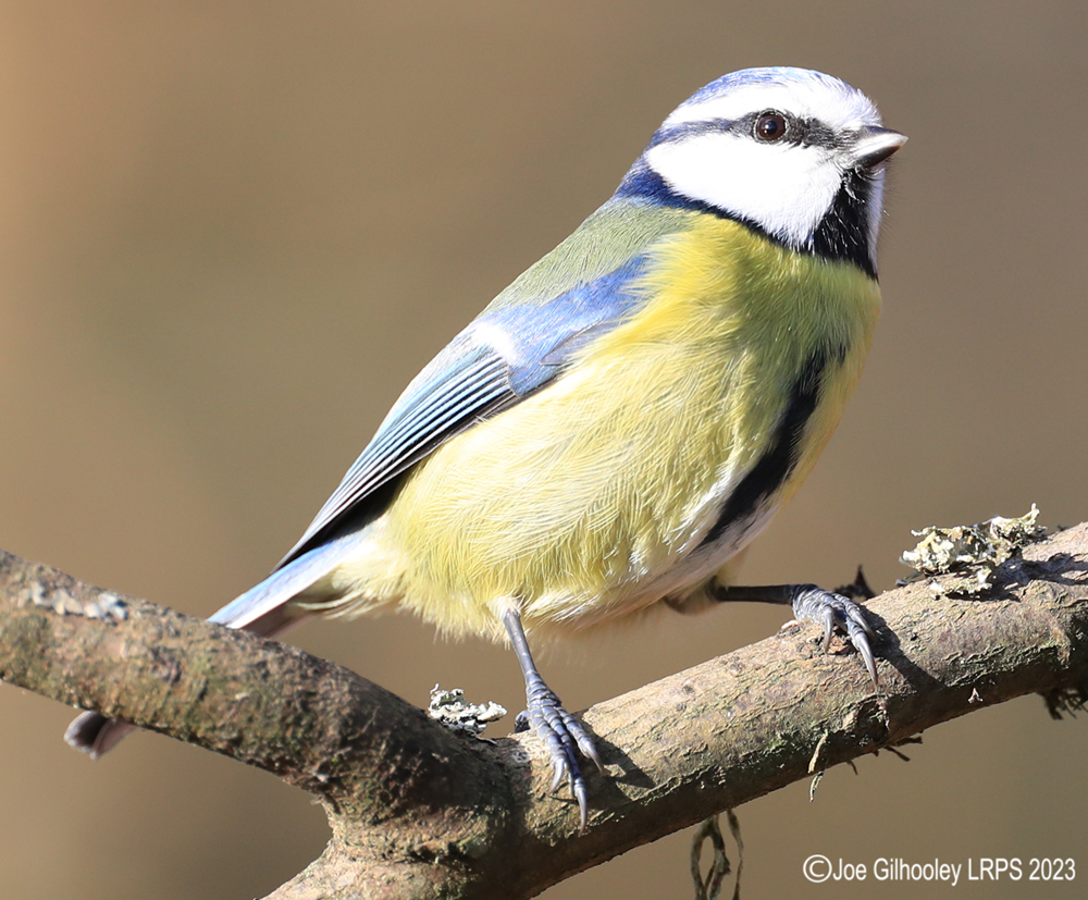 Visit to Ron McCombe's Wild Bird Hide