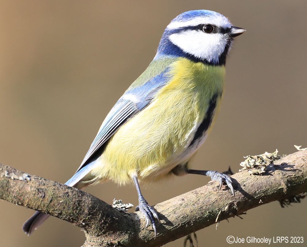 Visit to Ron McCombe's Wild Bird Hide