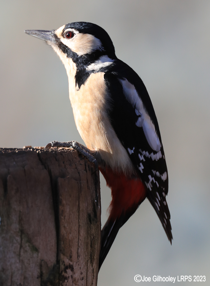 Visit to Ron McCombe's Wild Bird Hide
