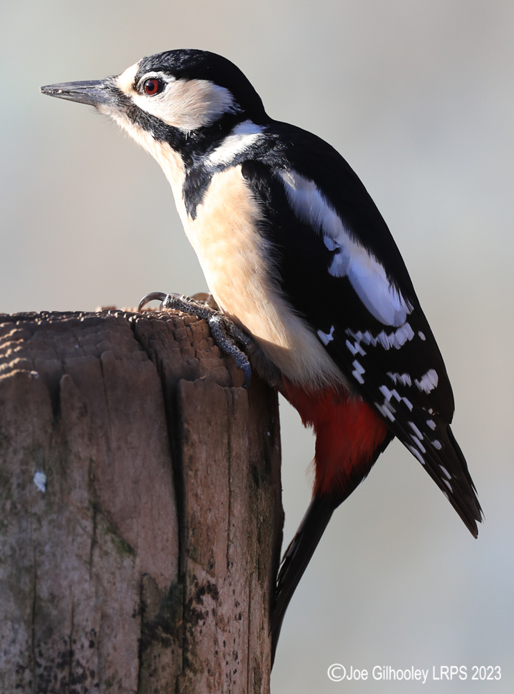 Visit to Ron McCombe's Wild Bird Hide