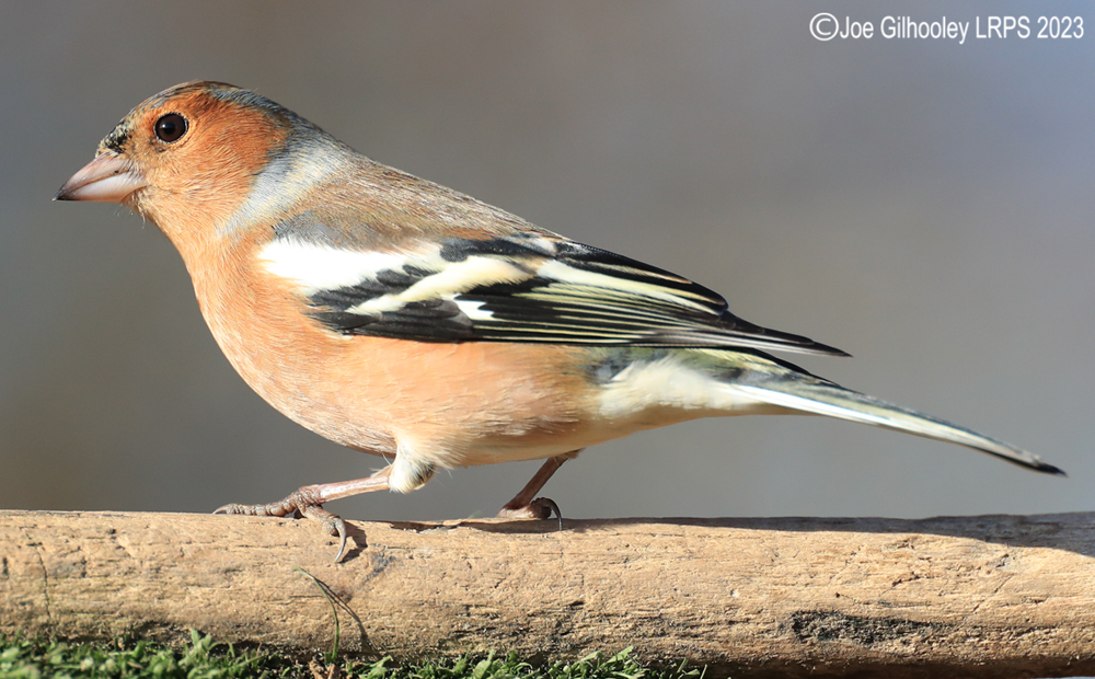 Visit to Ron McCombe's Wild Bird Hide