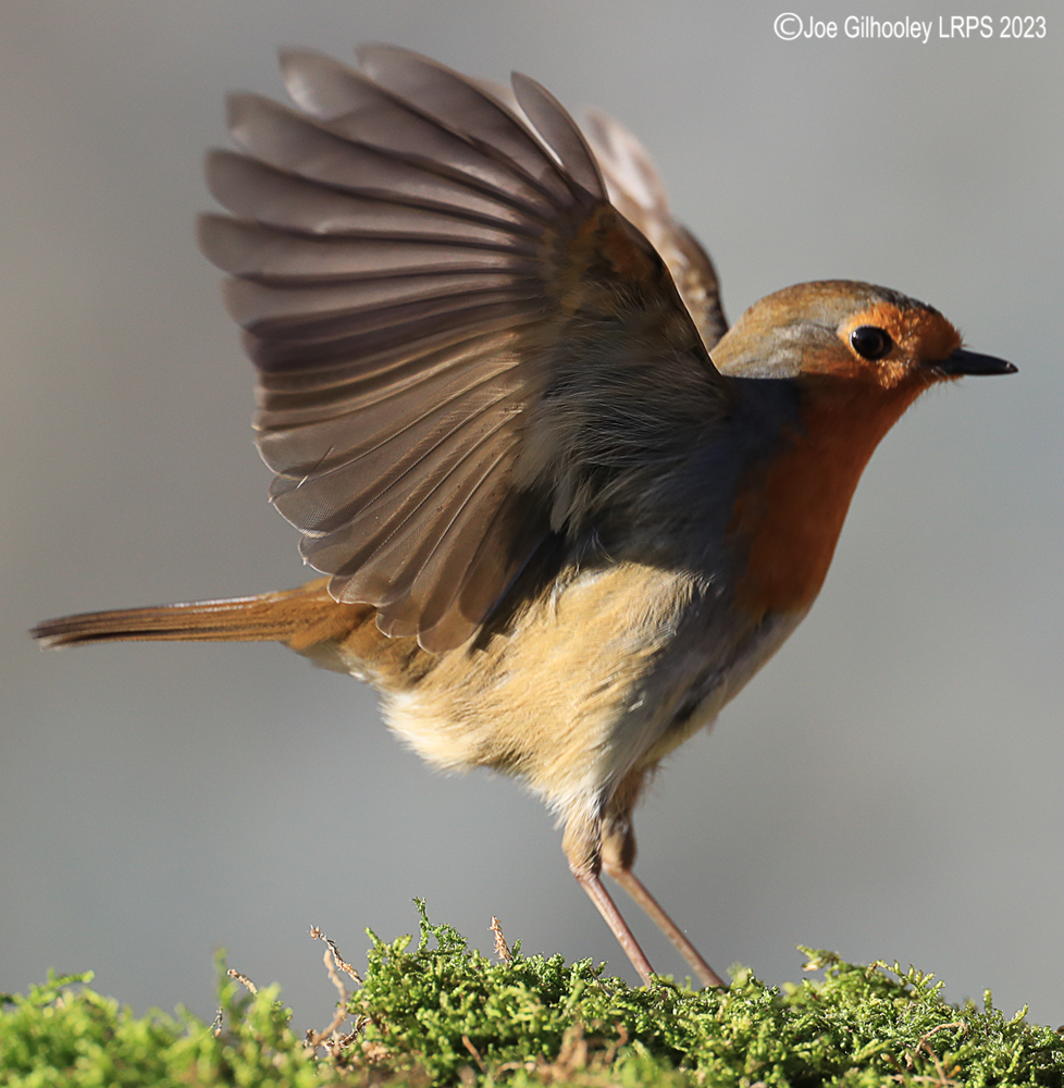 Visit to Ron McCombe's Wild Bird Hide