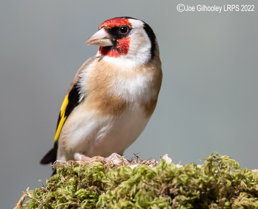 Visit to Ron McCombe's Wild Bird Hide Visit to Ron McCombe's Wild Bird Hide