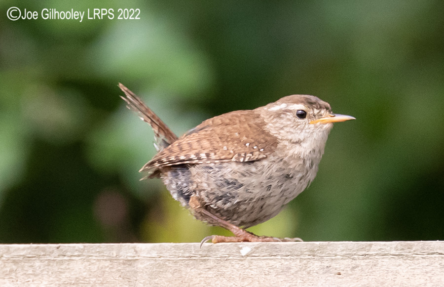 Visit to Ron McCombe's Wild Bird Hide Visit to Ron McCombe's Wild Bird Hide