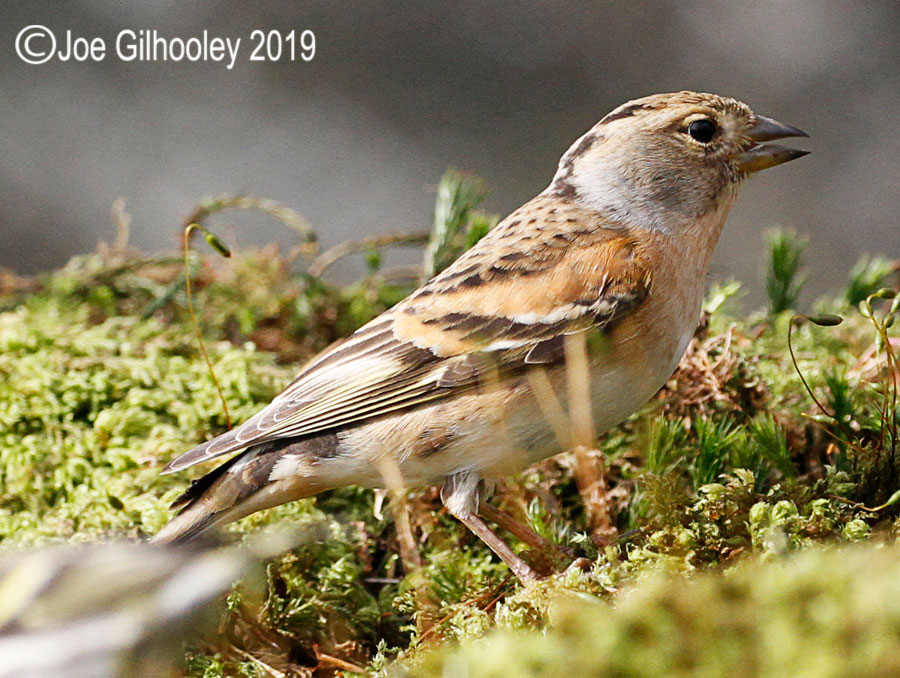 Brambling Ron McCombe's Bird Hide Scottish Borders