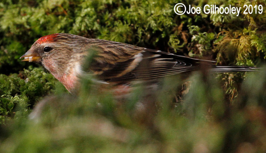 Redpoll Ron McCombe's Bird Hide Scottish Borders