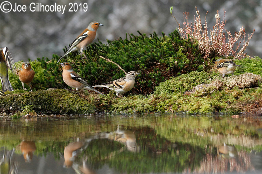 Ron McCombe's Bird Hide Scottish Borders