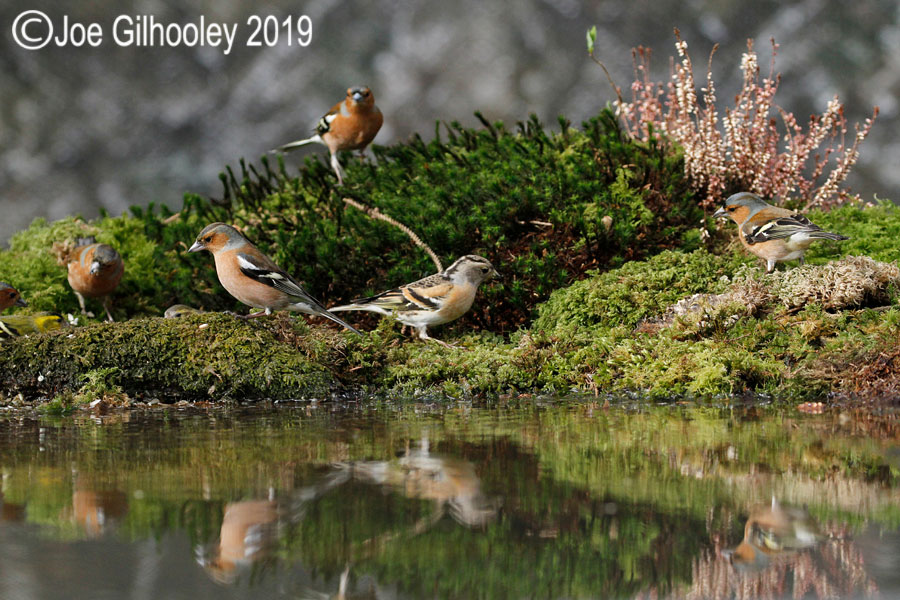 Ron McCombe's Bird Hide Scottish Borders