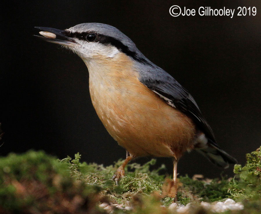 Nuthatch Ron McCombe's Bird Hide Scottish Borders
