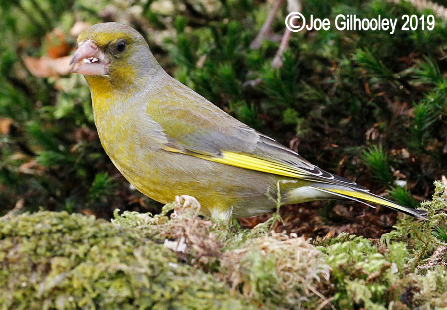 Greenfinch Ron McCombe's Bird Hide Scottish Borders