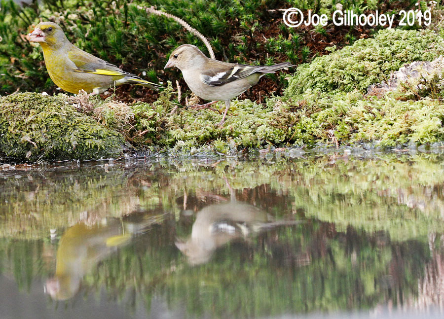 Ron McCombe's Bird Hide Scottish Borders
