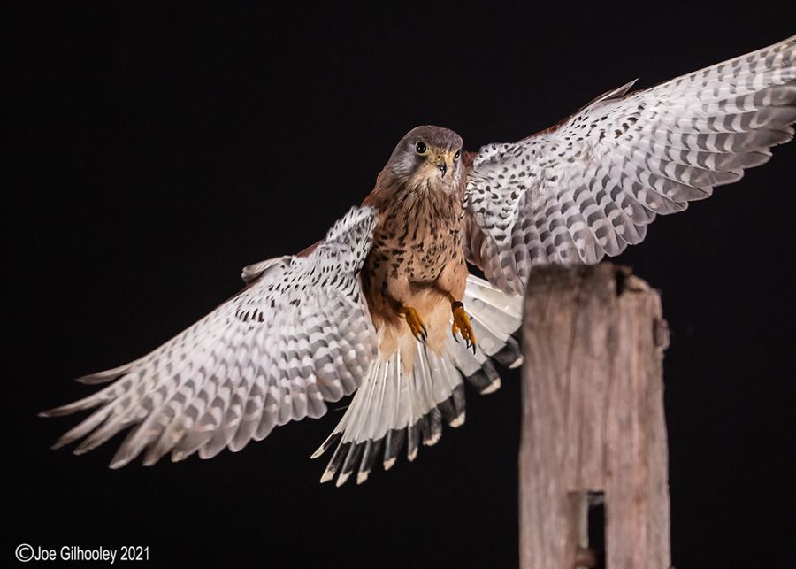 Birds of Prey Workshop 