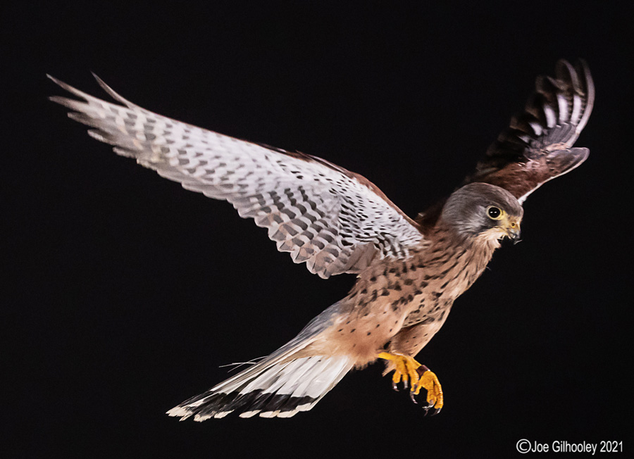 Birds of Prey Workshop 