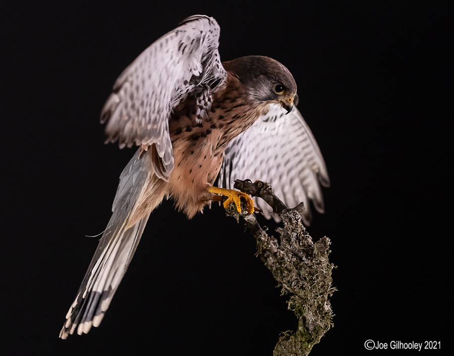 Birds of Prey Workshop 