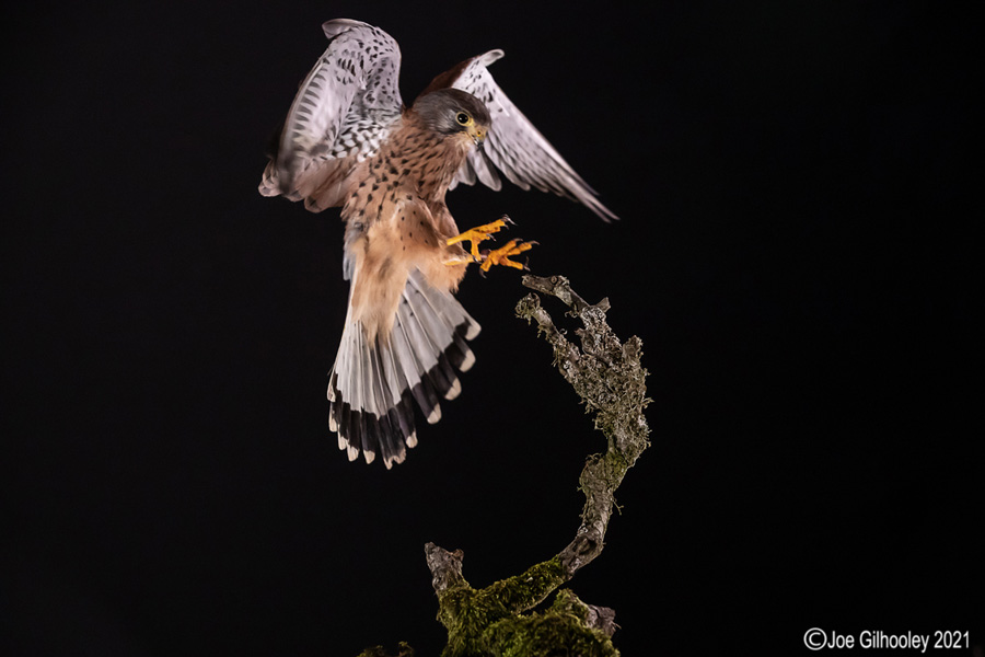 Birds of Prey Workshop 