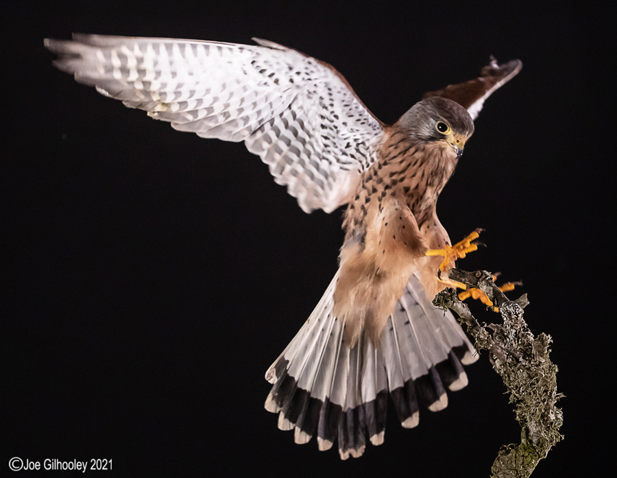 Birds of Prey Workshop 