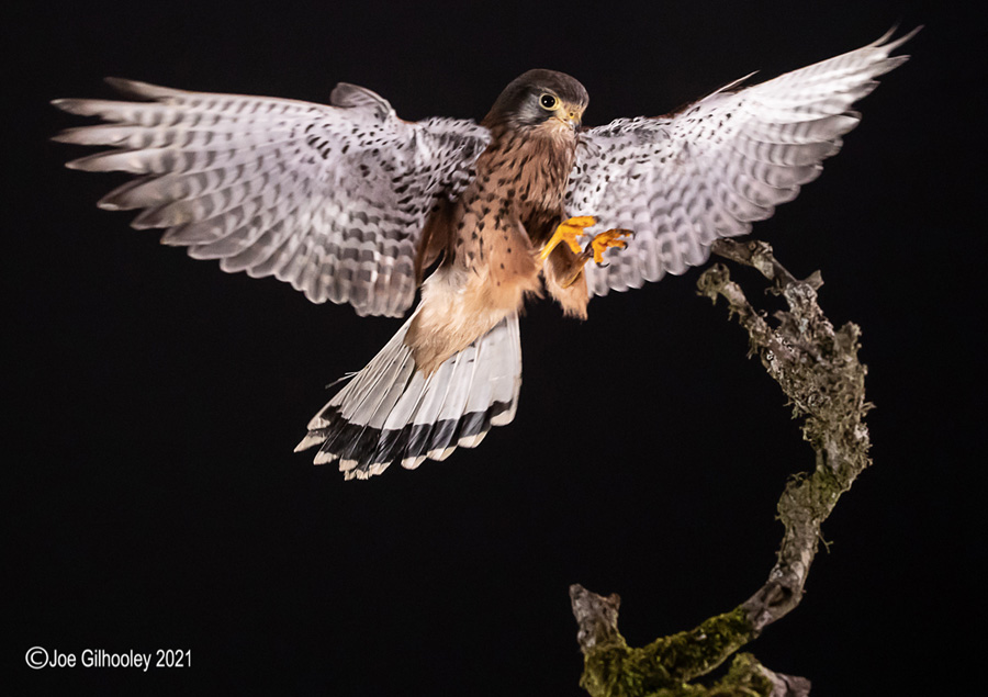 Birds of Prey Workshop 