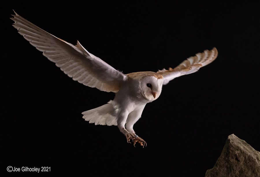 Birds of Prey Workshop 