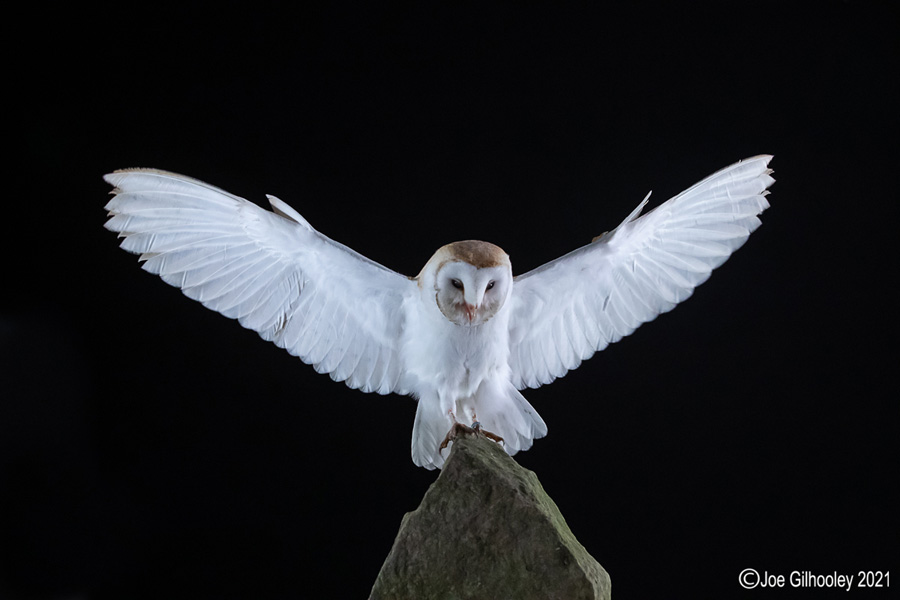 Birds of Prey Workshop 