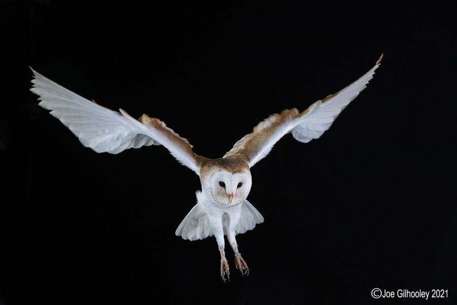 Birds of Prey Workshop 