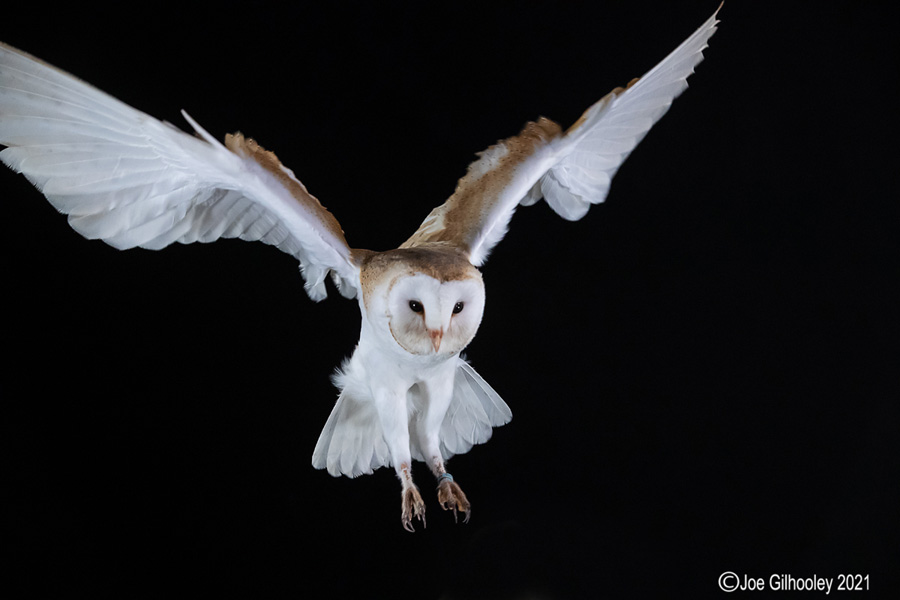 Birds of Prey Workshop 