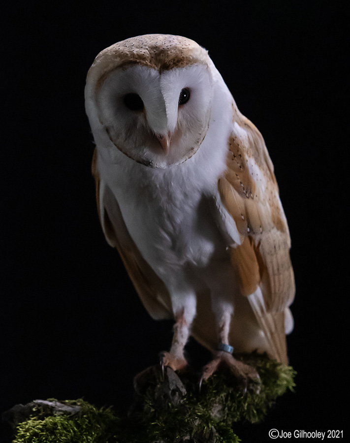 Birds of Prey Workshop 