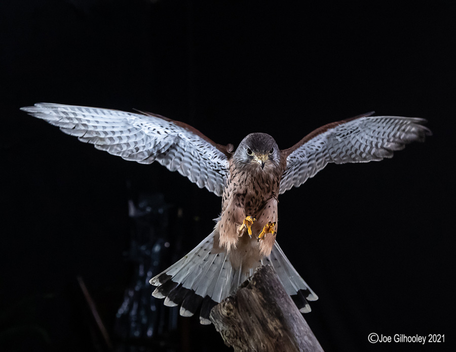 Birds of Prey Workshop 