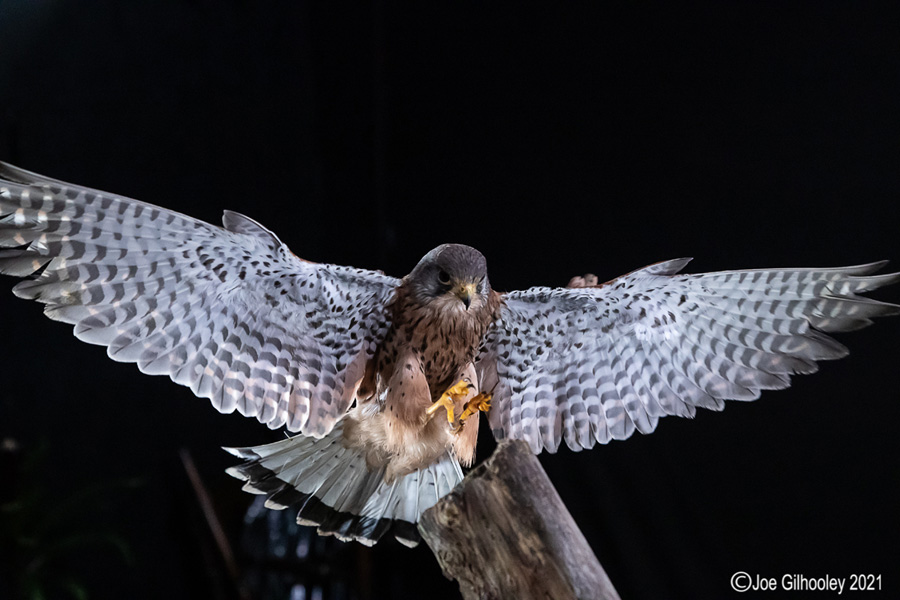 Birds of Prey Workshop 