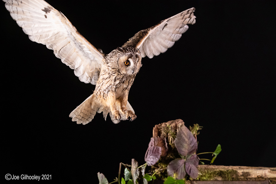 Birds of Prey Workshop 