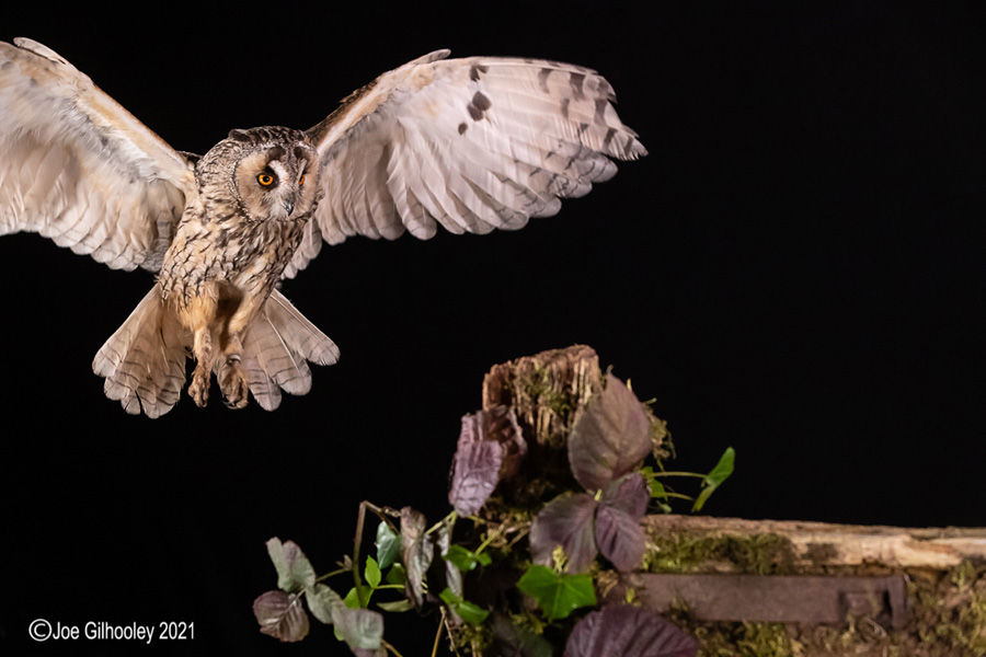 Birds of Prey Workshop 